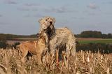 BOUVIER DES ARDENNES 253